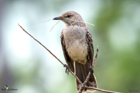 Bahama Mockingbird