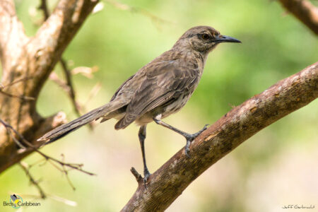 Bahama Mockingbird