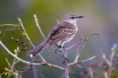 Bahama Mockingbird 