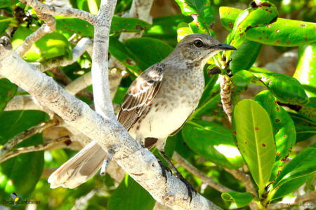 Bahama Mockingbird in a tree