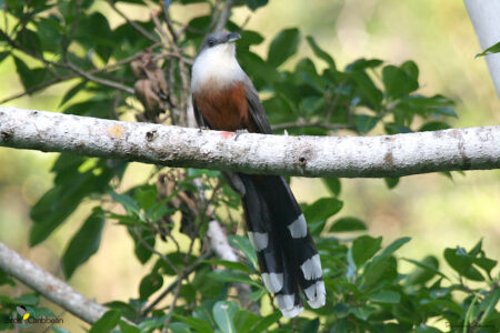 Chestnut-bellied Cuckoo