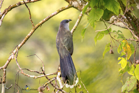 Chestnut-bellied Cuckoo