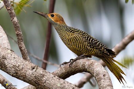 Female Fernandina's Flicker