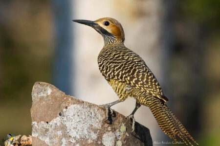 Male Fernandina's Flicker