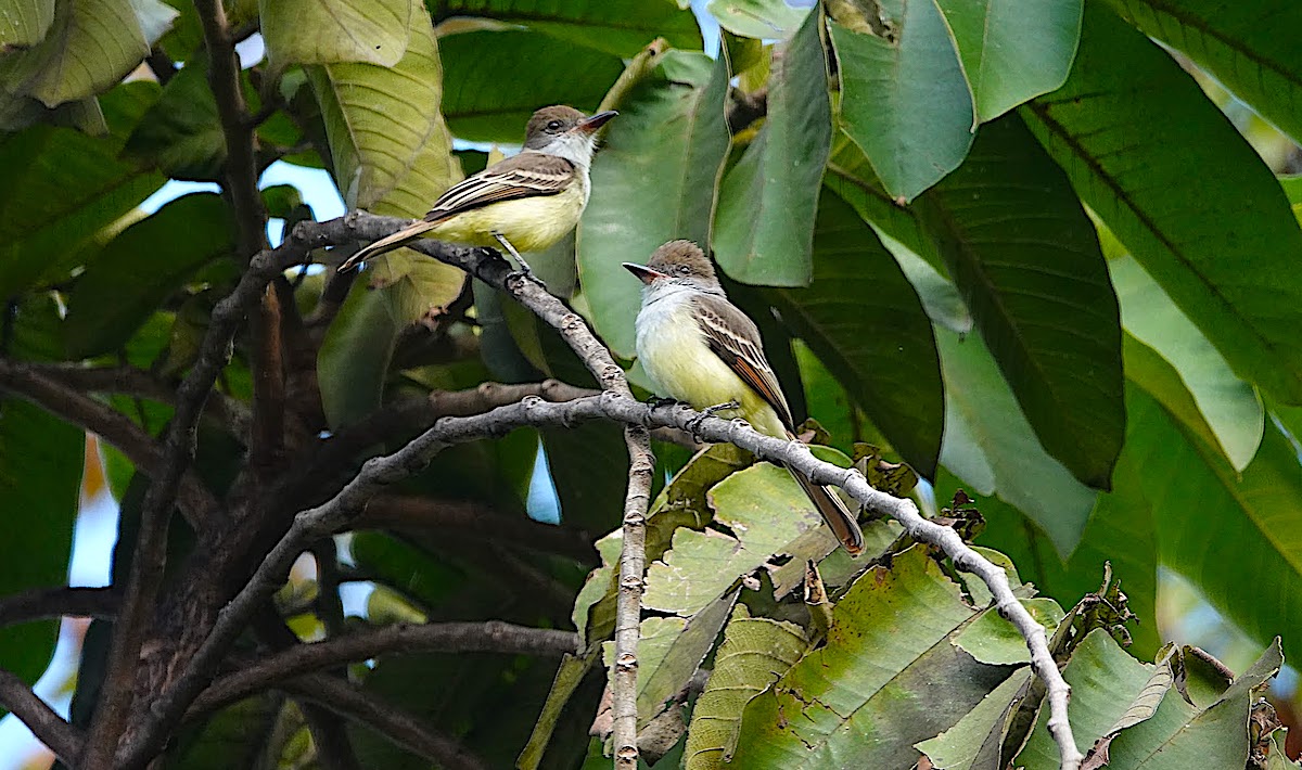 BirdsCaribbean News