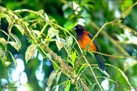 Martinique Oriole