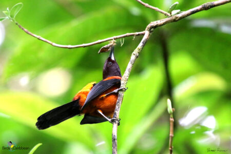 Martinique Oriole