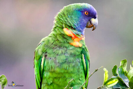 Red-necked Parrot