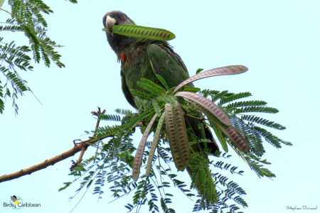 Red-necked Parrot feeding 