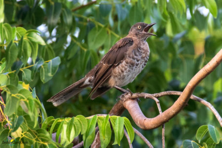 Scaly-breasted Thrasher