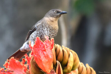 A Scaly-breasted Thrasher perched on an African Tulip