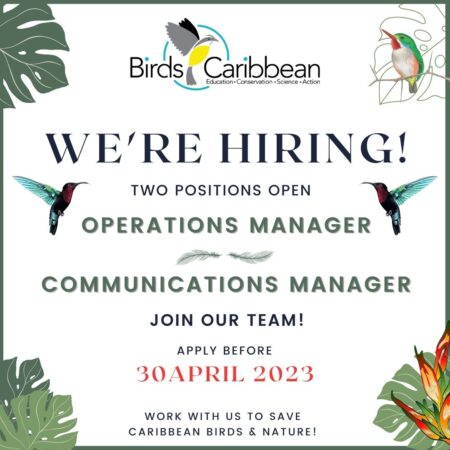 BirdsCaribbean job promo graphic