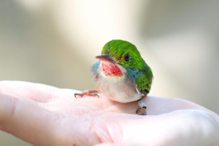 Cuban Tody