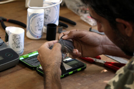 Processing a bird at a banding station