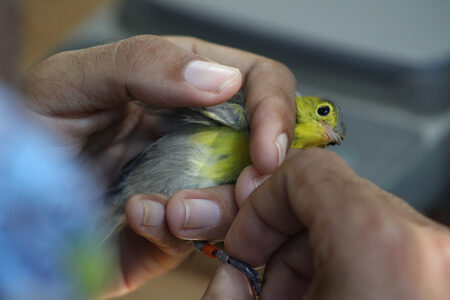 Oriente Warbler being handled by a bird bander