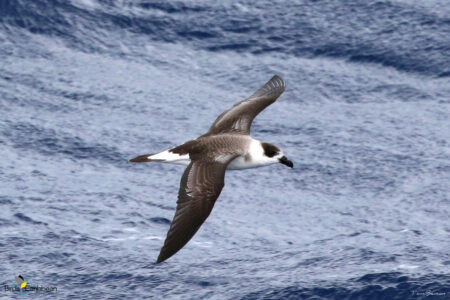 Black-capped Petrel in flight