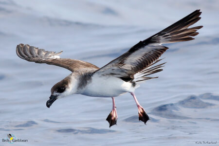 Black-capped Petrel in Flight