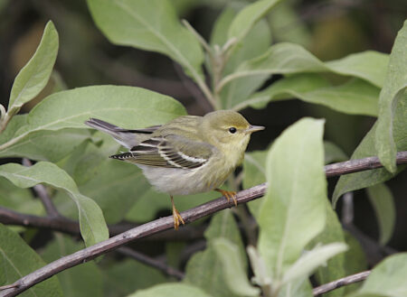 Male Blackpoll Warbler winter plumage