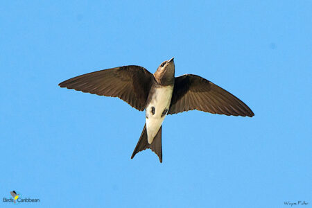 Cuban Martin Female in Flight