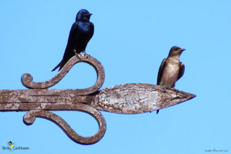 Male and Female Cuban Martin pertched