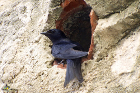 Male Cuban Martin Perched