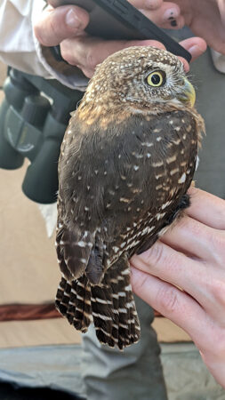 Cuban Pygmy Owl