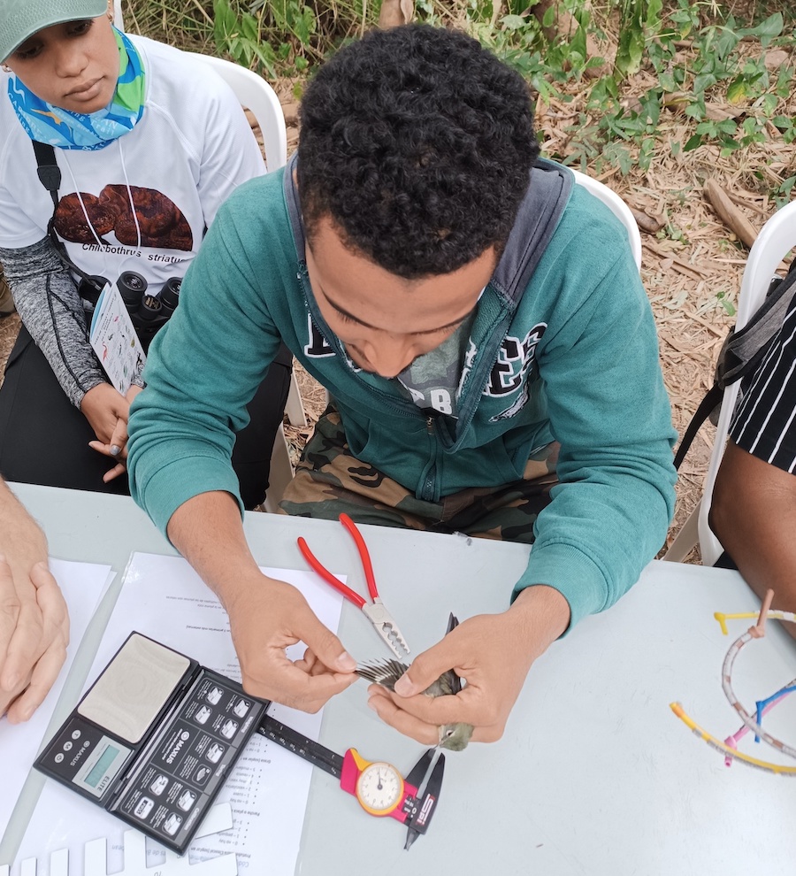 Elvin banding a Black-throated Blue Warbler