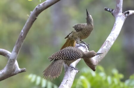 A Fernandina's Flicker pair engaged in a head-weaving courtship in Matanzas, Cuba.