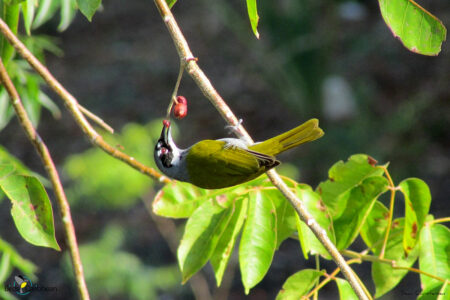 Gray-crowned-Palm Tanager eating berry