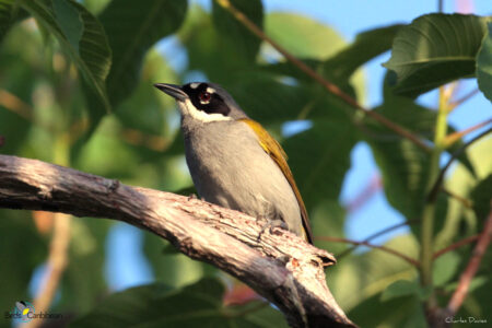 Gray-crowed Palm-Tanager perched