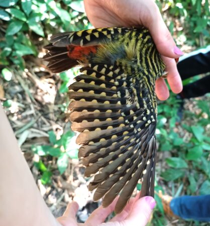 Examining a Hispaniolan Woodpecker wing for signs of molt. (photo by Josh Covill)