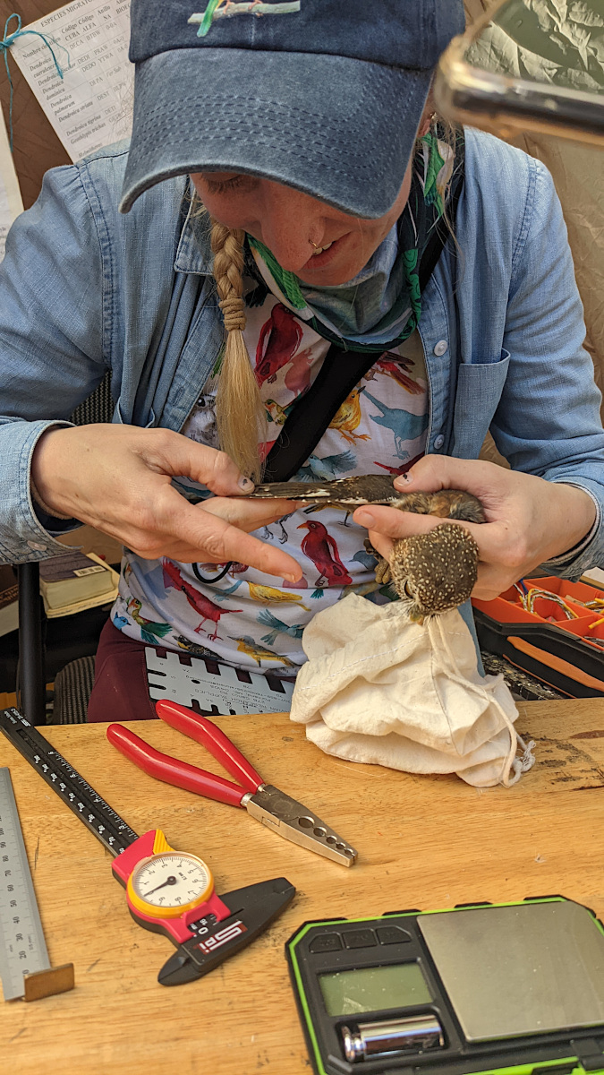 Banding a Pygmy Owl