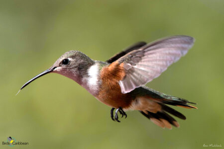 Female Inagua Woodstar