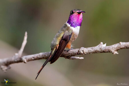 Male Inagua Woodstar