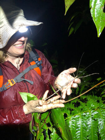 Looking at a large stick insect at night