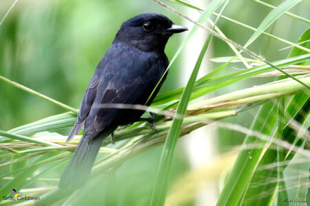 Male Jamaican Becard