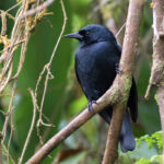 Jamaican Blackbird perched