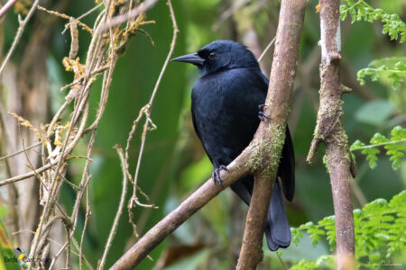 Jamaican Blackbird perched