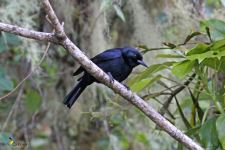 Jamaican Blackbird perched.