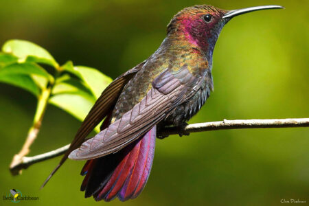 Jamaican Mango, perched