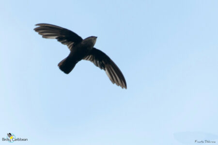 Lesser Antillean Swift