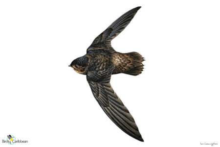 Illustration of a Lesser Antillean Swift