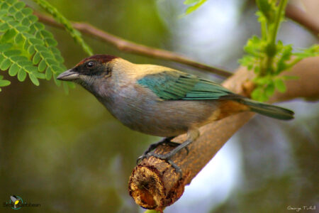 Lesser Antillean Tanager