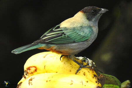 Lesser Antillean Tanager