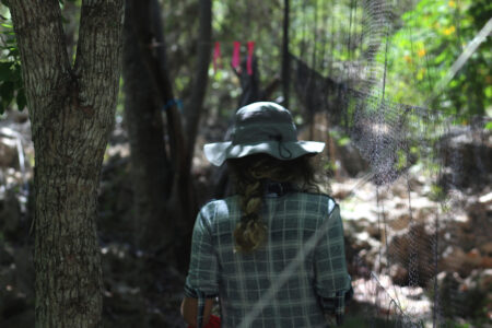 Checking mist nets