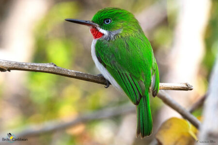 Narrow-billed Tody