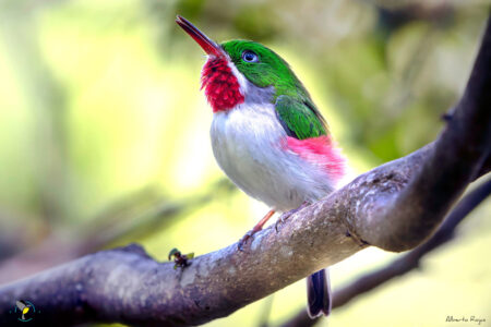 Narrow-billed Tody