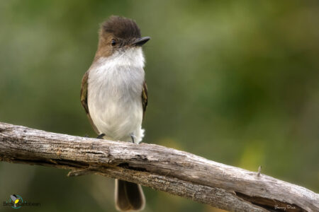 Puerto Rican Flycatcher