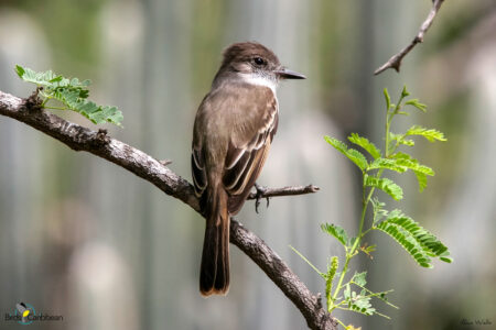 Puerto Rican Flycatcher