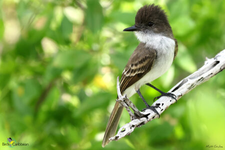 Puerto Rican Flycatcher